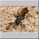 Episyron rufipes - Wegwespe m03.jpg